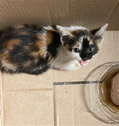 *PAULINE - Domestic Short Hair available for adoption