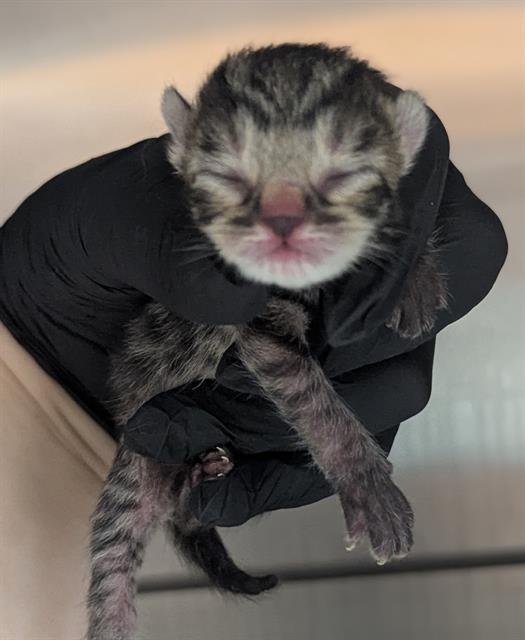 A2452647 - Domestic Short Hair available for adoption