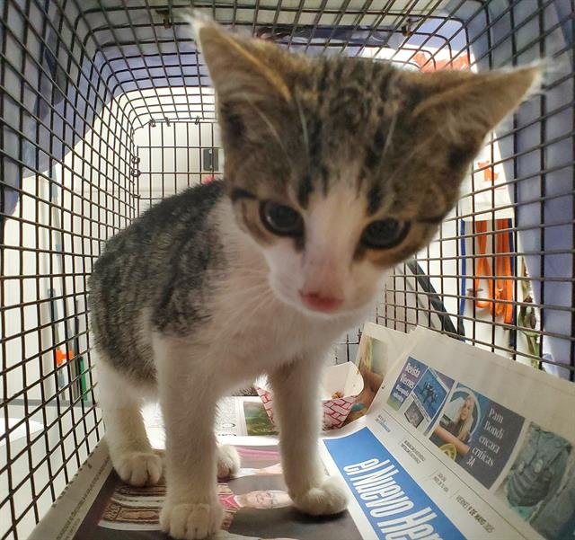 CHICKEN - Domestic Short Hair available for adoption