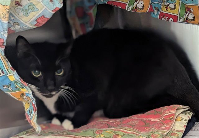 CAMPER - Domestic Short Hair available for adoption