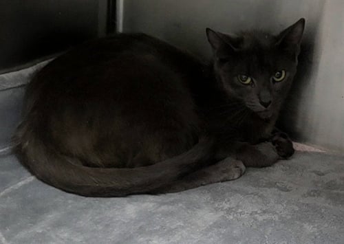 17 - Domestic Short Hair available for adoption