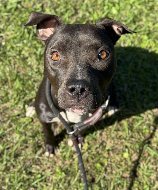 TAMMIE - Labrador Retriever / American Staffordshire Terrier available for adoption