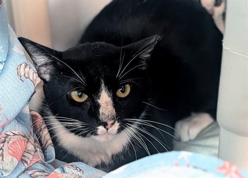 CIAR - Domestic Short Hair available for adoption