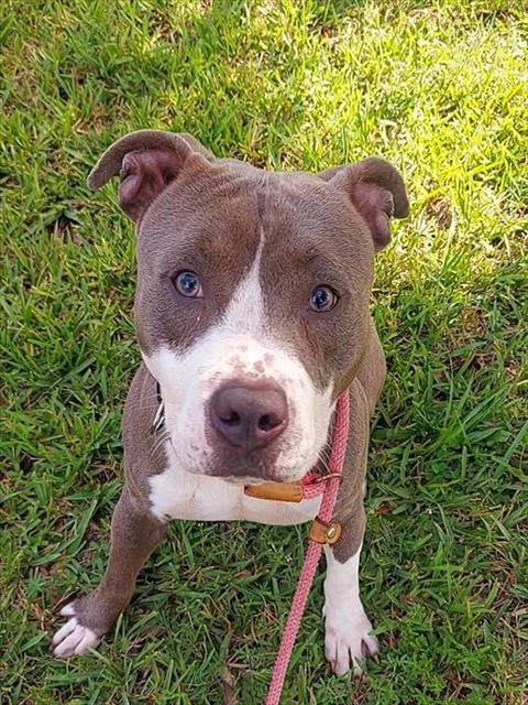 JAMIE - American Staffordshire Terrier available for adoption