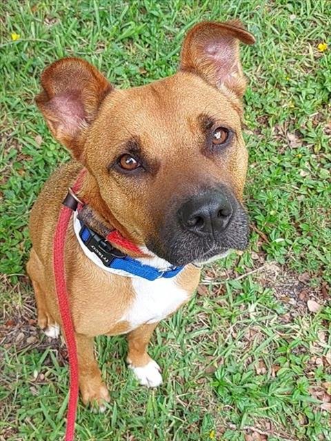 CANELA - American Staffordshire Terrier available for adoption