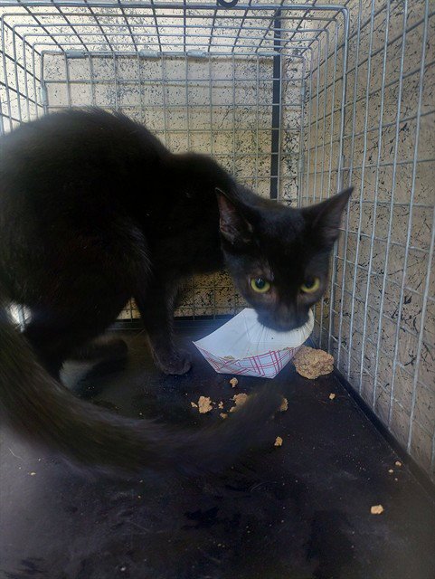 A2481346 - Domestic Short Hair available for adoption