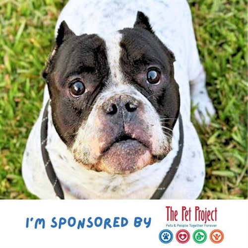 ROCKY - English Bulldog available for adoption