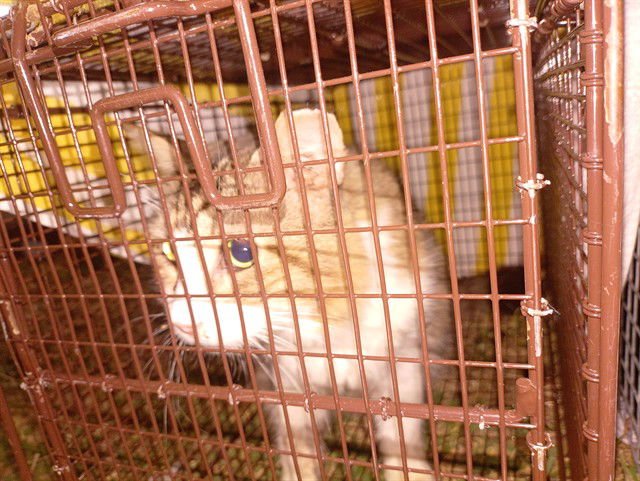 SHAGGY - Domestic Short Hair available for adoption