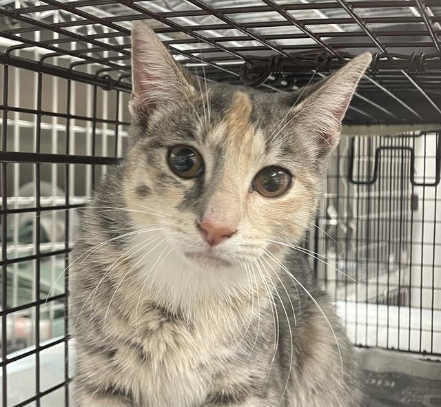 A2461577 - Domestic Short Hair available for adoption