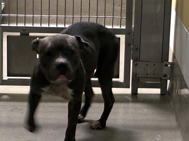 COCO - Pit Bull Terrier available for adoption