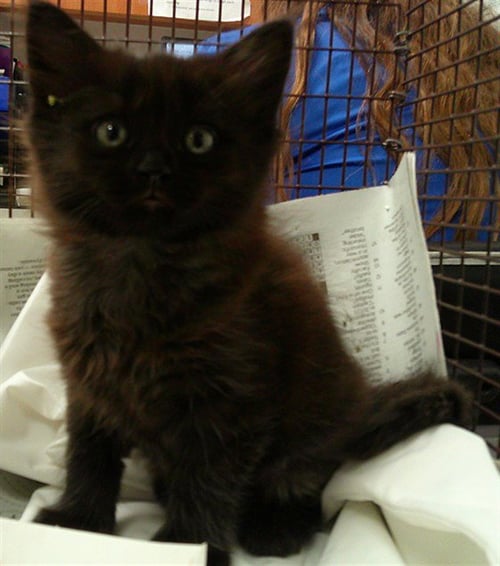 SUNFLORA - Domestic Short Hair available for adoption