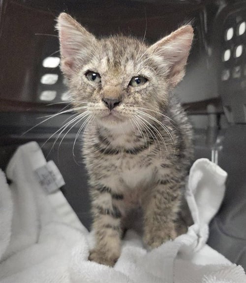 GOOSE - Domestic Short Hair available for adoption