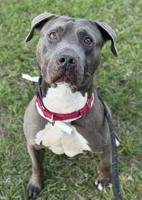 TRUFFLE - American Staffordshire Terrier available for adoption