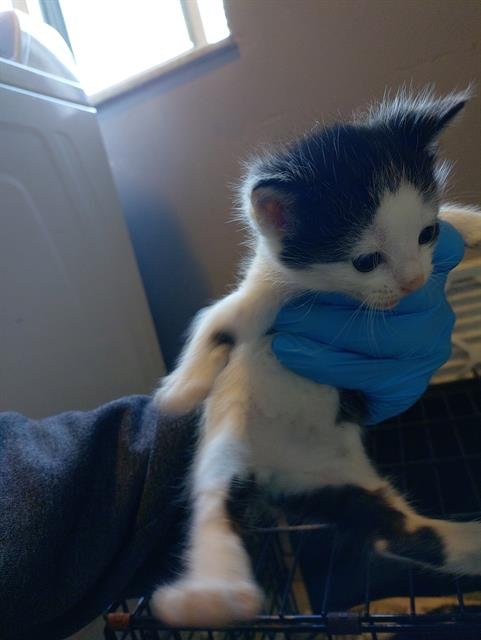 DOMINO - Domestic Medium Hair available for adoption