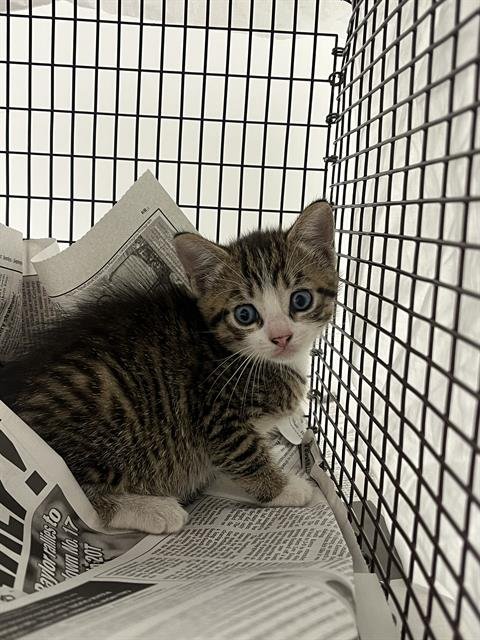 CHARLIE - Domestic Short Hair available for adoption