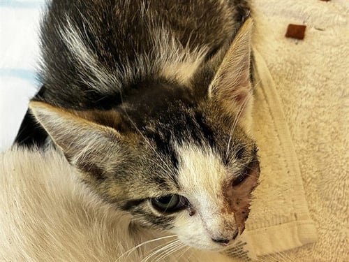 JACKSON - Domestic Short Hair available for adoption
