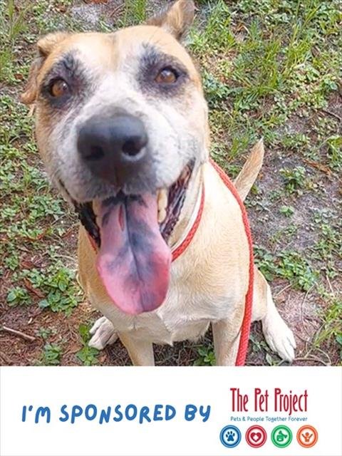 DANIA - American Staffordshire Terrier available for adoption