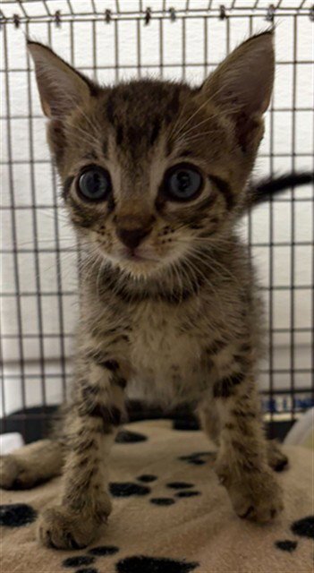 A2478813 - Domestic Short Hair available for adoption