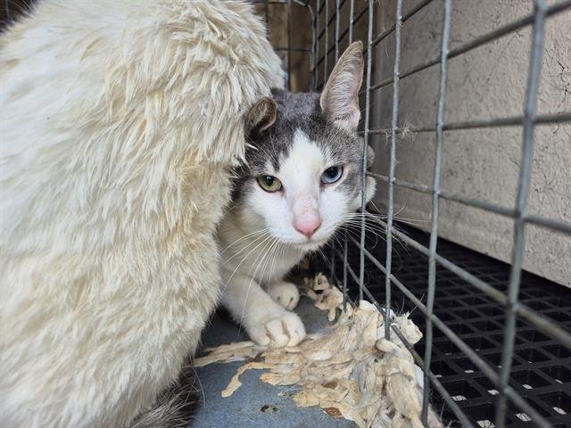 DIAMOND - Domestic Short Hair available for adoption