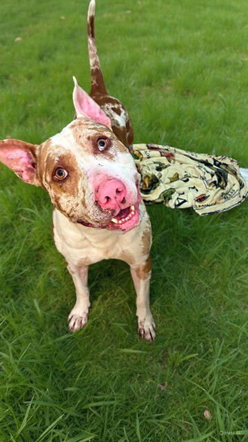 RINGO - American Staffordshire Terrier available for adoption