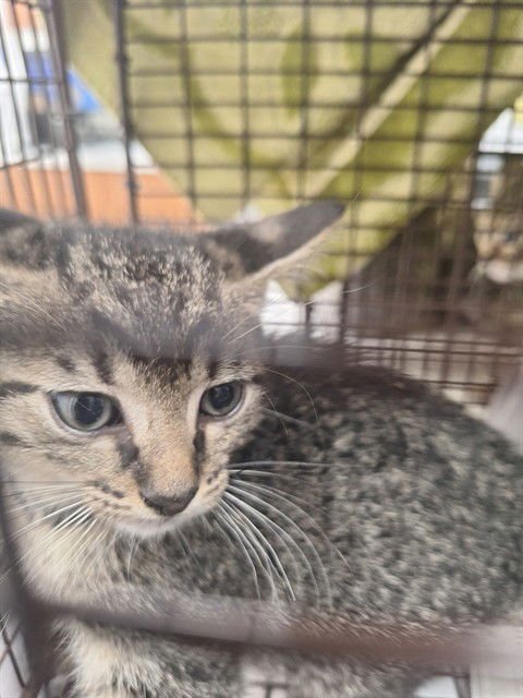 TUCK - Domestic Short Hair available for adoption