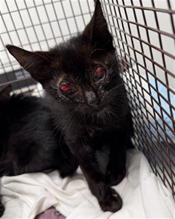 RINO - Domestic Short Hair available for adoption