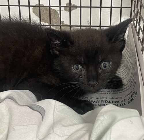 A2477059 - Domestic Short Hair available for adoption