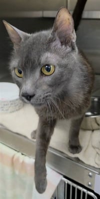 *FRANKIE 12 - Photo 1