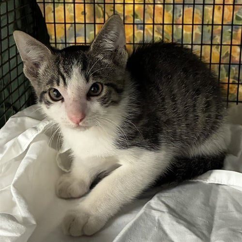 PINOCCHIO - Domestic Short Hair available for adoption