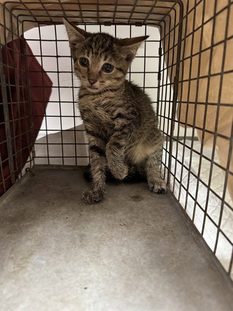 ALANIS - Domestic Short Hair available for adoption