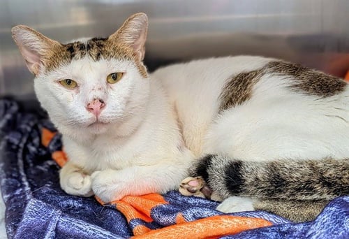 AKON - Domestic Short Hair available for adoption
