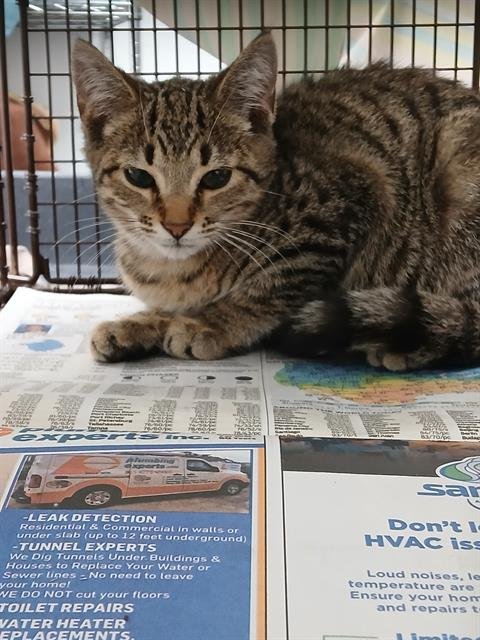 MOCHI - Domestic Short Hair available for adoption