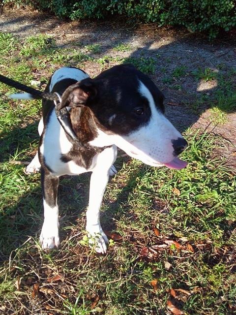 ASHLEY - American Staffordshire Terrier available for adoption