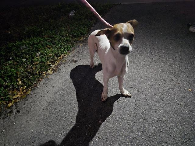 A2473196 - Chihuahua available for adoption