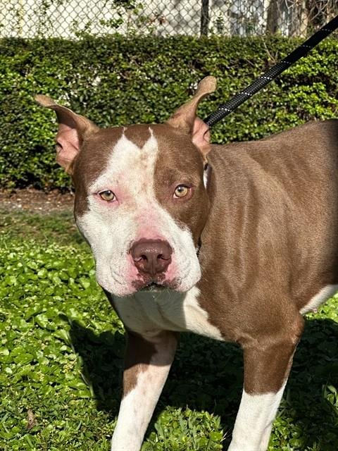 BUTTERS - American Staffordshire Terrier available for adoption