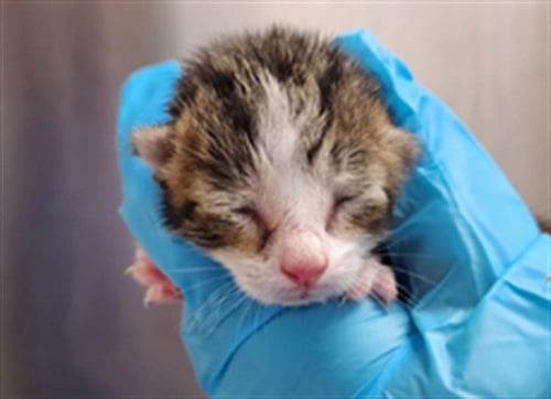 A2479183 - Domestic Short Hair available for adoption