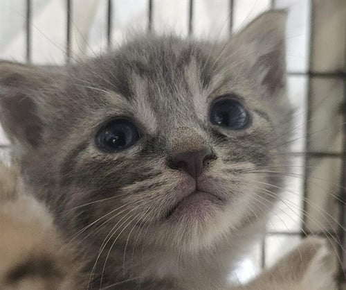 A2481421 - Domestic Short Hair available for adoption