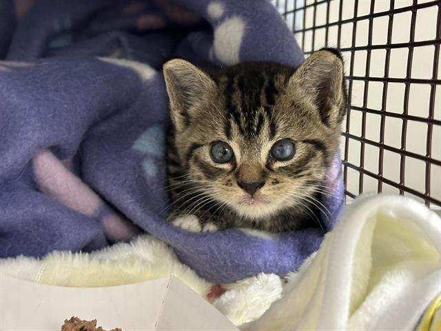 MILLIE - Domestic Short Hair available for adoption