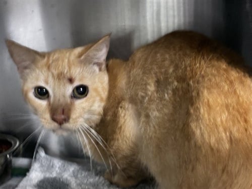 ARIES - Domestic Short Hair available for adoption
