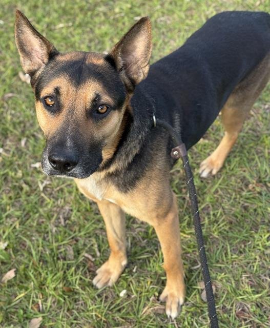 ZEUS - German Shepherd Dog available for adoption