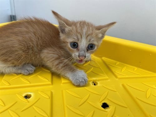 A2477355 - Domestic Short Hair available for adoption
