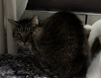 FOSTER - Photo 1