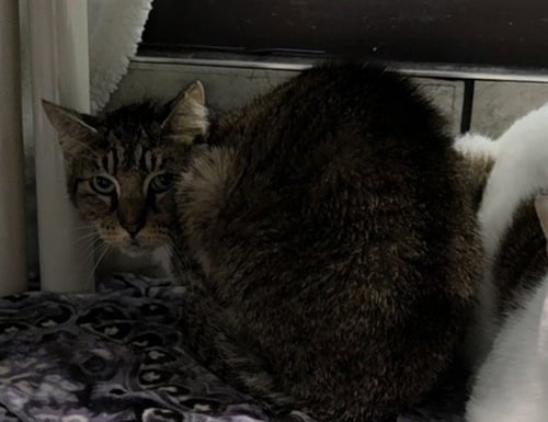 FOSTER - Domestic Short Hair available for adoption
