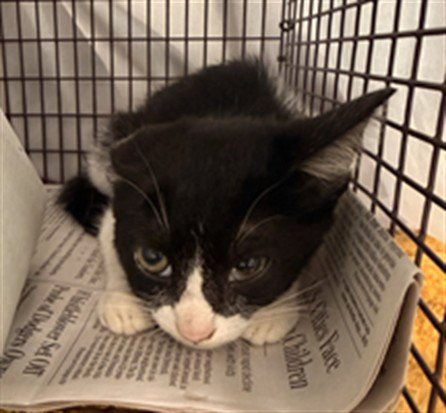 *NORY - Domestic Short Hair available for adoption