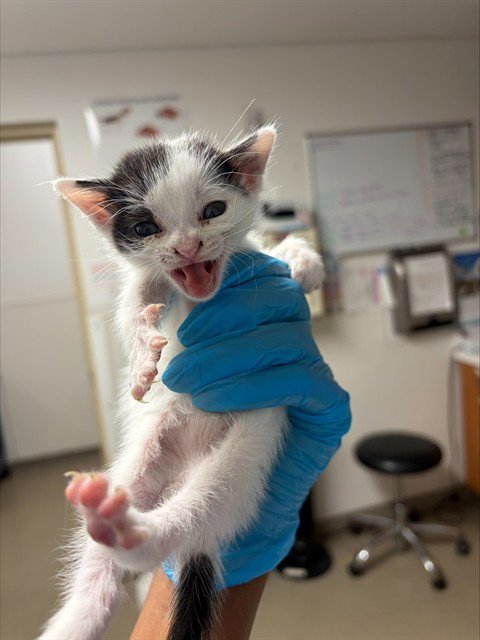 PIPER - Domestic Short Hair available for adoption