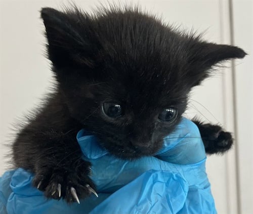 A2481481 - Domestic Short Hair available for adoption