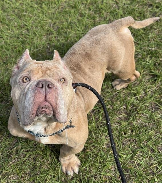OTTO - English Bulldog / American Staffordshire Terrier available for adoption