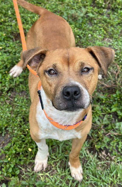 BUDDY - American Staffordshire Terrier available for adoption