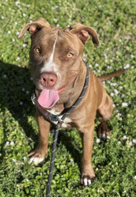TYLER - American Staffordshire Terrier / Labrador Retriever available for adoption