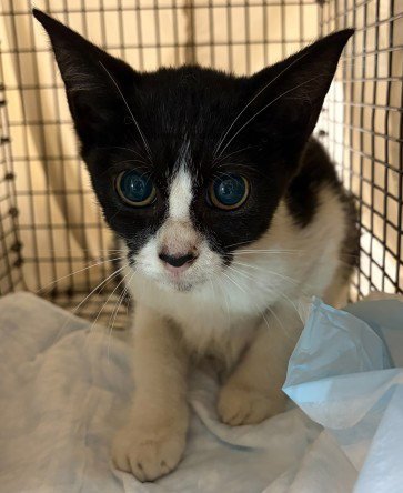 A2479735 - Domestic Short Hair available for adoption
